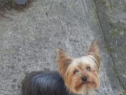 Una Historia de Amor canino en Hualqui.