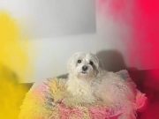 Una perrita que da solo amor; Bonnye la regalona indiscutida