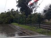 ¡Árbol Despierta el Pánico en San Pedro!