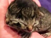 Nace gatito con dos caras en Chile: el caso asombra por su malformación genética