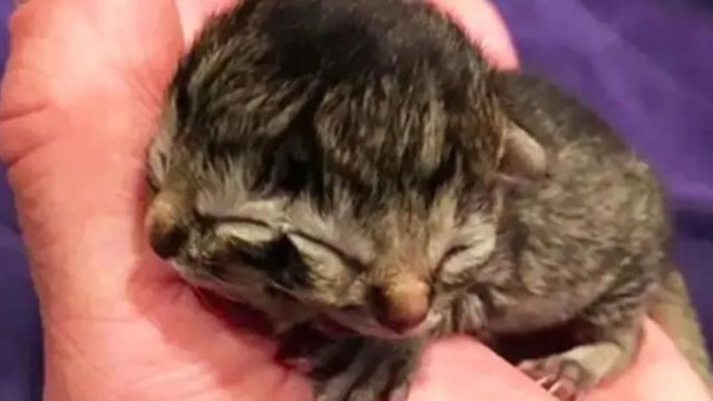 gato con dos caras (1).png