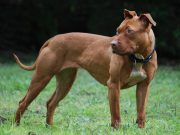 Conmoción en Talcamávida: Niño de 1 año atacado por perro familiar enfrenta delicadas cirugías