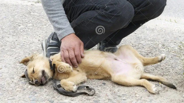 la-mano-del-hombre-que-toca-un-perro-enfermo-71747841