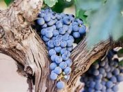 Bajo el Sol de la Vendimia: Chile Celebra su Tradición Vitivinícola en 2025