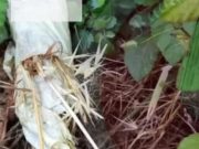 Preocupación en Coliumo: Hallan artefacto incendiario y vecinos exigen mayor vigilancia