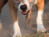 Cuatro perros atacan a adulta mayor en Yumbel: el drama que reabre el debate sobre la tenencia responsable
