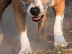 Cuatro perros atacan a adulta mayor en Yumbel: el drama que reabre el debate sobre la tenencia responsable