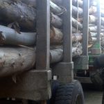 La caída del imperio de la madera robada: Fiscalía y PDI desmantelan millonaria red criminal en Ñuble