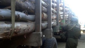 La caída del imperio de la madera robada: Fiscalía y PDI desmantelan millonaria red criminal en Ñuble